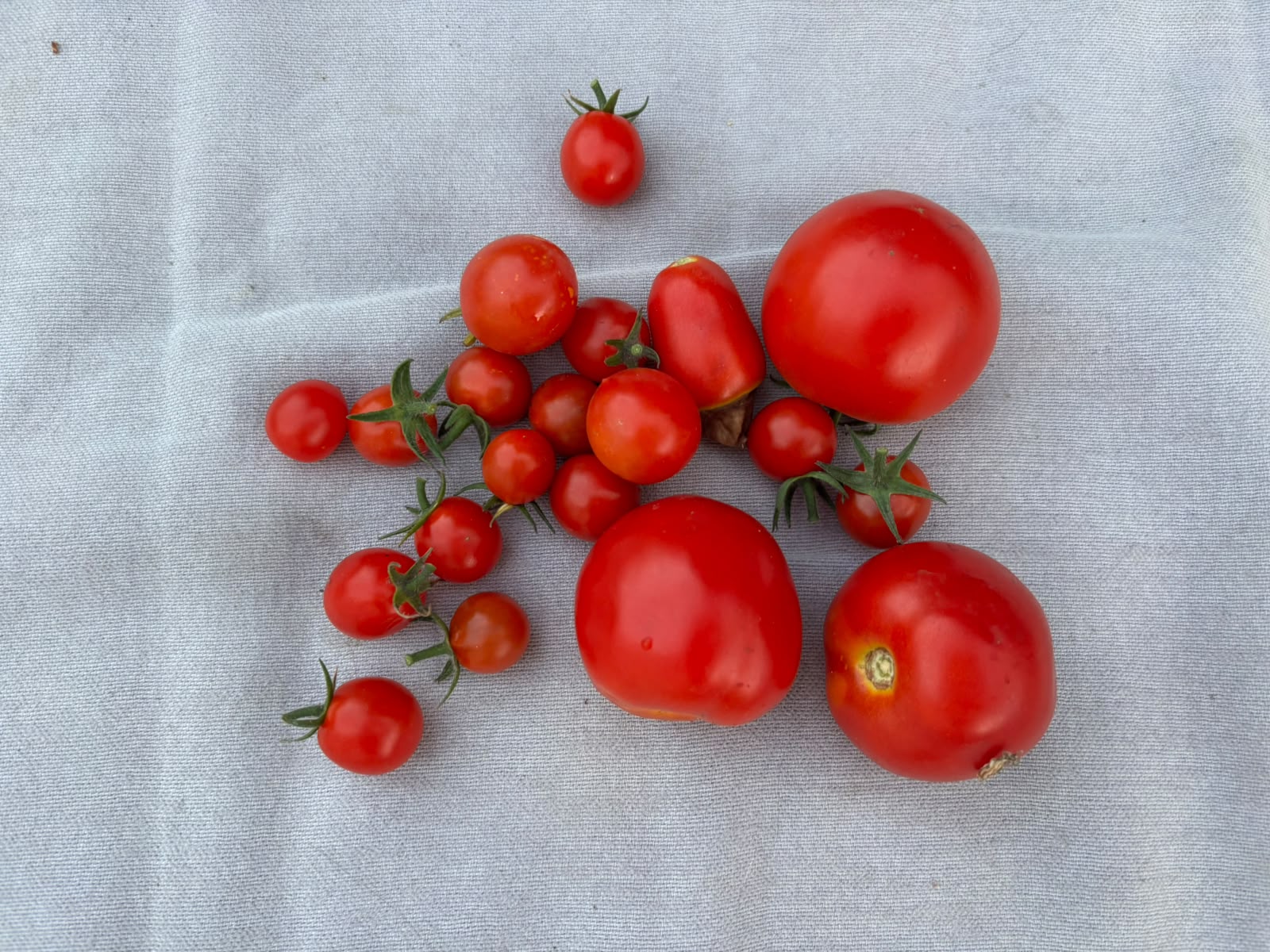 Fotografie von Anika Yago – Reife rote Tomaten von oben