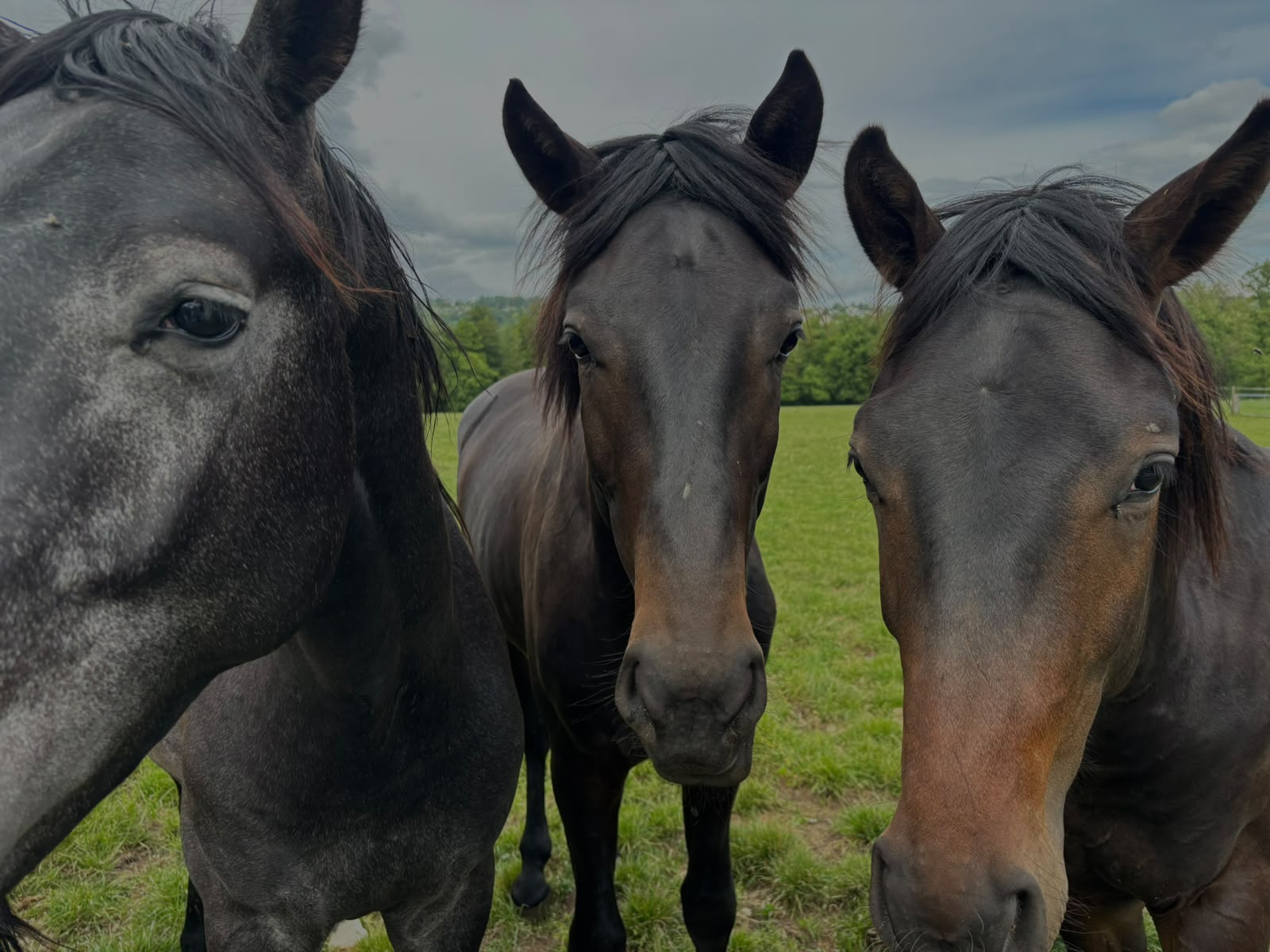 Fotografie von Anika Yago – Drei dunkle Pferde auf der Weide