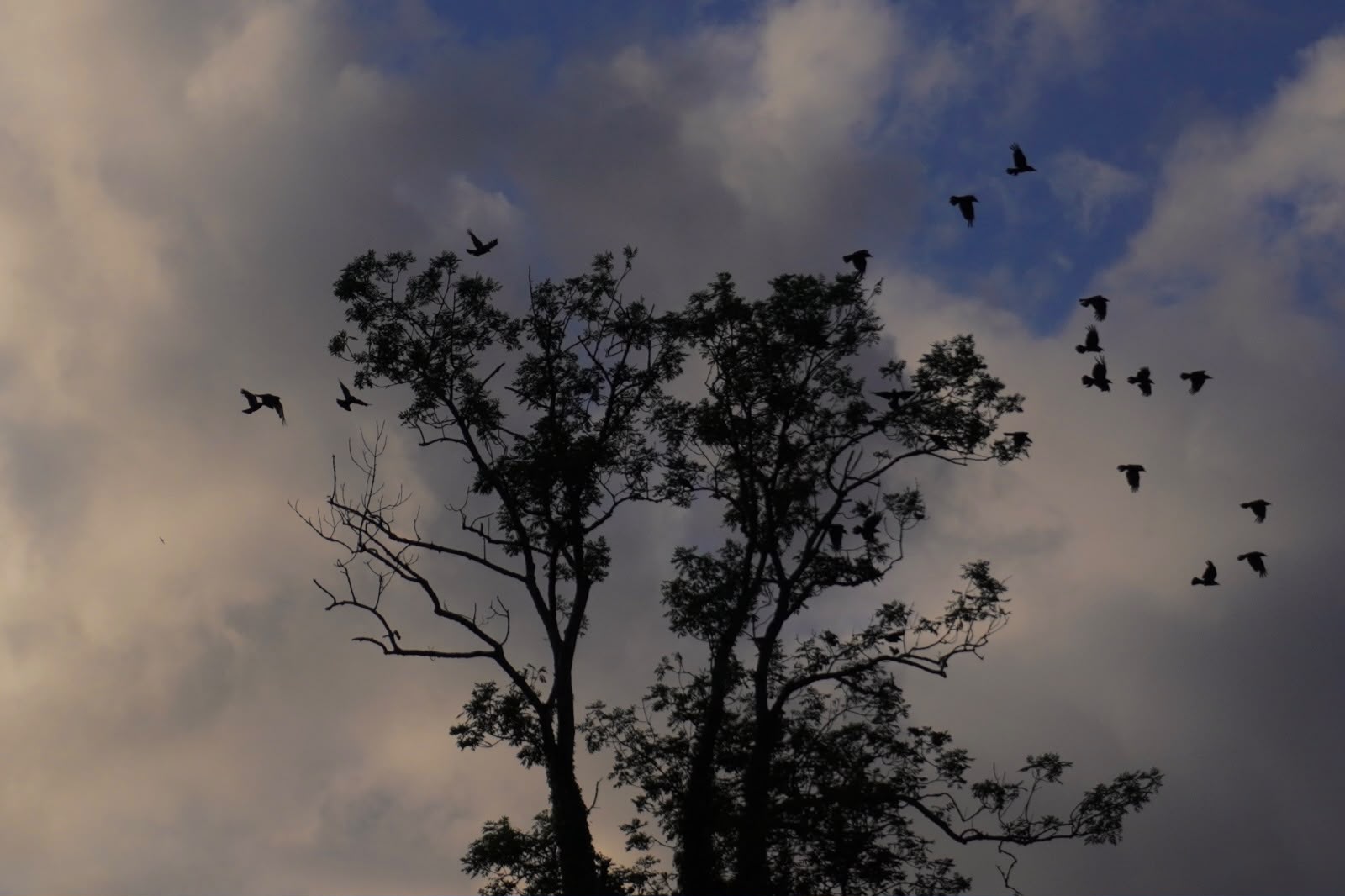 Fotografie von Anika Yago – Baum mit Krähen in der Dämmerung